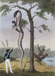 El desollamiento de la serpiente Aboma, abatida por el capitán Stedman, de «Narrative of a Five Years